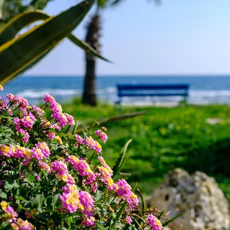 Demetris Daire Meneou