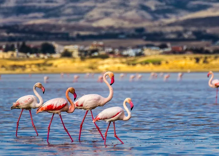 Demetris * Менеоу